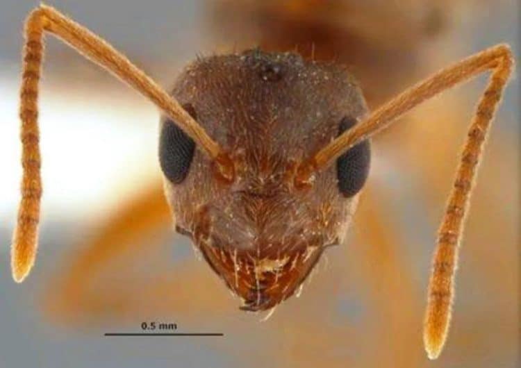 Nylanderia fulva, also known as the tawny crazy ant, hails from northern Argentina and southern Brazil. It's now spreading throughout the Southeast of the United States.Joe MacGown, Mississippi Entomological Museum