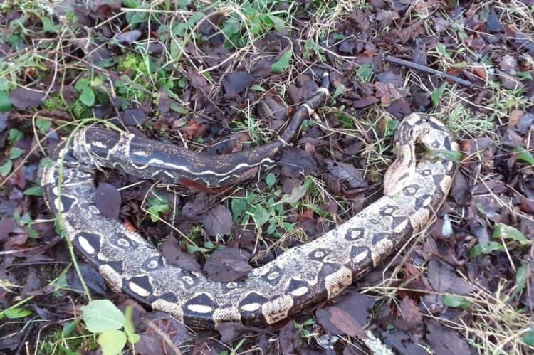 Three huge Boa Constrictors found dead at Scots loch next to rubbish bags