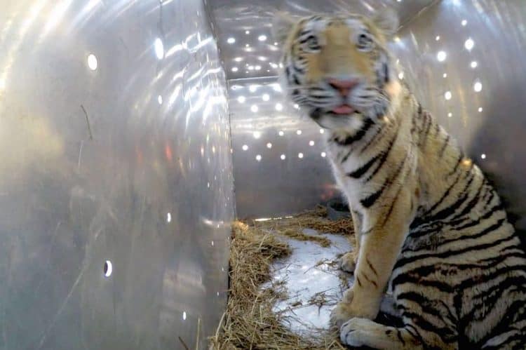 Siberian tiger shot and butchered by 'monsters for use in Chinese medicine'