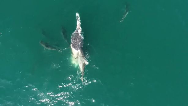 Horde of 50 sharks filmed tearing humpback whale to shreds in feeding frenzy