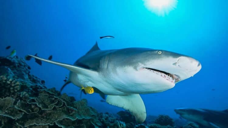 A surf cam captured a man beating a shark with a hammer, resulting in his arrest (Image: Getty Images)