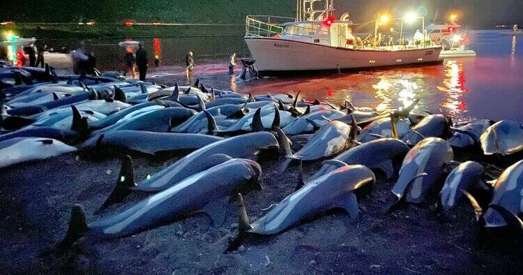 Bloody slaughter of 100 bottlenose dolphins on Faroe Islands sparks global outrage