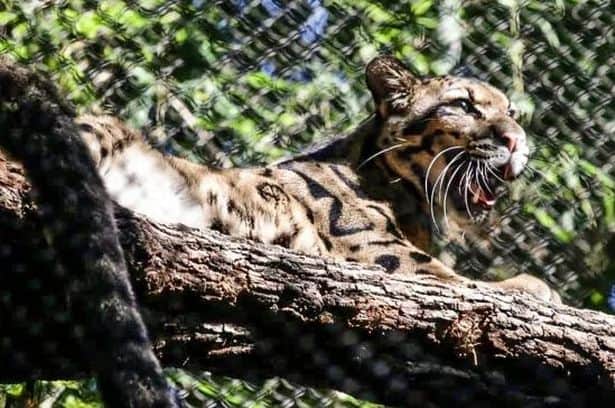 US Zoo shut down and police called in after rare leopard escapes enclosure