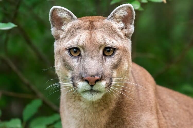 The mountain lion attacked the girl in her chicken coop (Image: Getty Images)