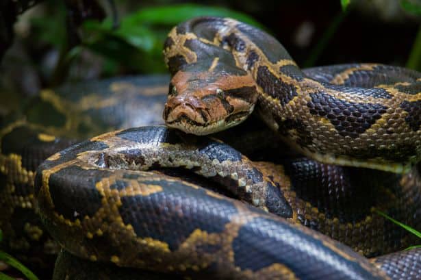 The reticulated python is the world's longest species of snake (stock) (Image: Getty Images/iStockphoto)