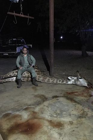 Syed sits on a giraffe he has just killed while on a hunt in Africa