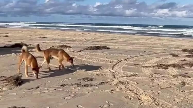 Jogger mauled by pack of four dingoes on beach during morning run in Australia
