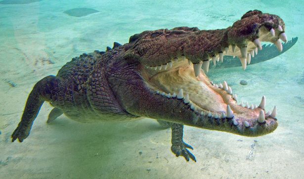 Crocodiles kill 1000 people a year (stock) (Image: Getty Images)