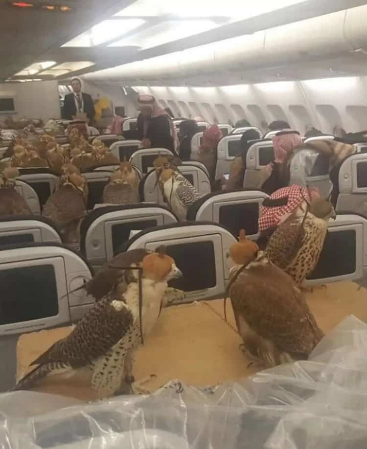 The image of the falcons on the plane caused shock online (Image: X/historyinmemes)