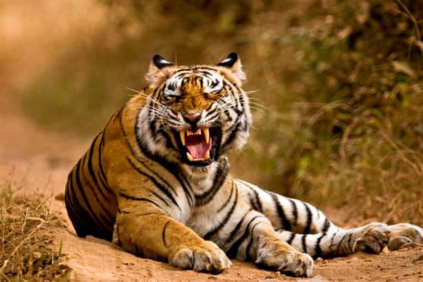 A 33-year-old man became an Indian village's fifth victim of brutal tiger attacks last week (Stock) (Image: Getty Images)