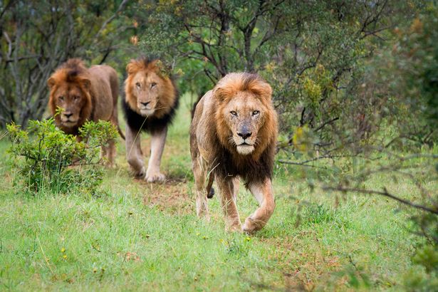 Sick trophy hunting trips to shoot African elephants, rhinos and lions on sale in UK