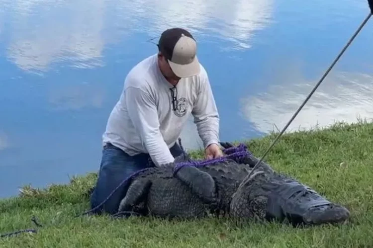 Florida Fish and Wildlife investigators responding to a deadly alligator attack. (Image: St. Lucie County Sheriff's Office)