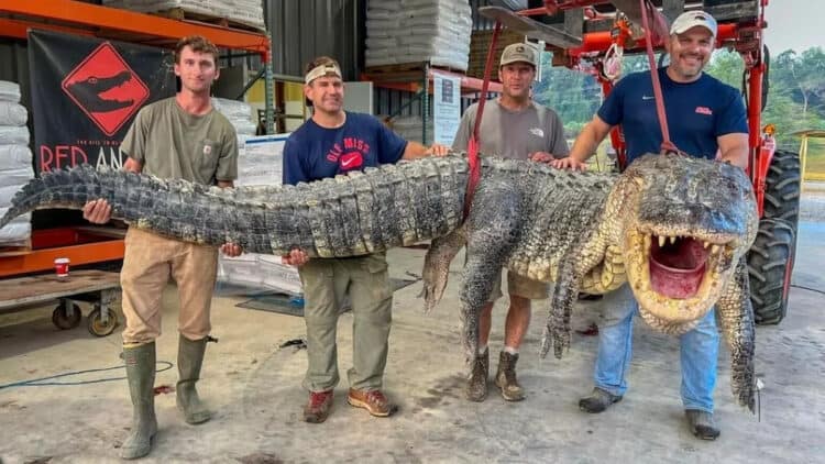 The alligator was 14 feet 3 inches long, breaking the previous Mississippi record of 14 feet 0.75 inches. (Image: Red Antler Processing/Facebook)