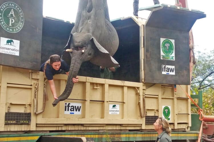 One of the elephants baing hauled into a truck which transported the animals to Kasungu National Park. Image by Charles Mpaka for Mongabay.