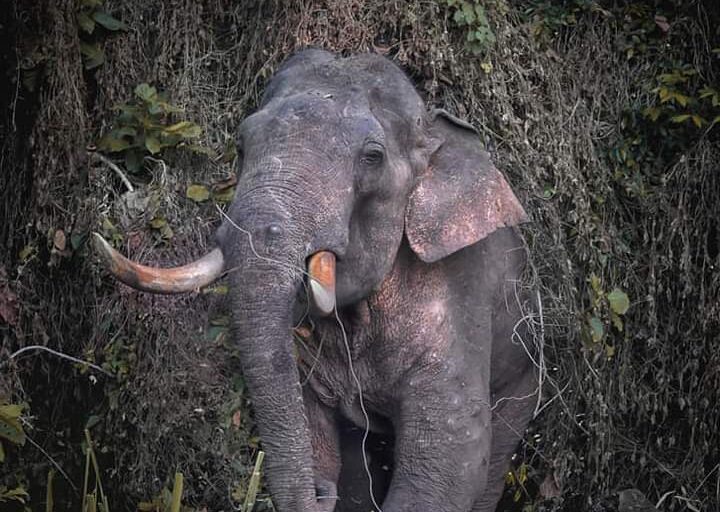 Agbo, a majestic wild tusker under treatment for trap gun-induced injuries to his left leg, courtesy of Dinuka Munasinghe.