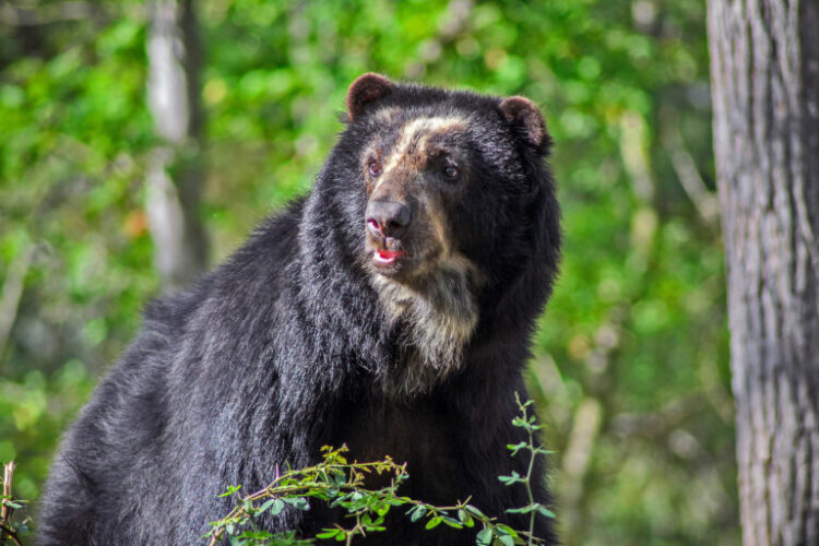 A spectacled bear. Image by Denis Alexander Torres.