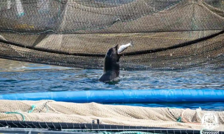 A sea lion enjoys an easy meal at the industrial fish farm. Photograph: Jeremy Mathieu/Clayoquot Action