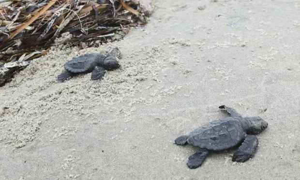 Endangered sea turtles found on Louisiana islands for first time in 75 years