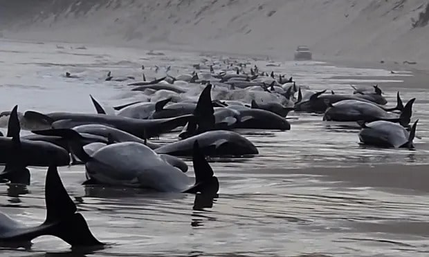 Nearly 200 stranded pilot whales die on Tasmanian beach but dozens saved and returned to sea