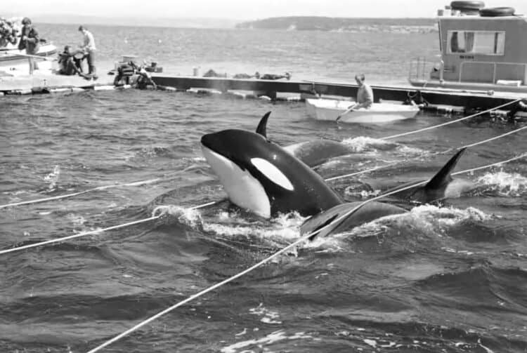 After half a century in captivity, Tokitae the performing orca could finally go home