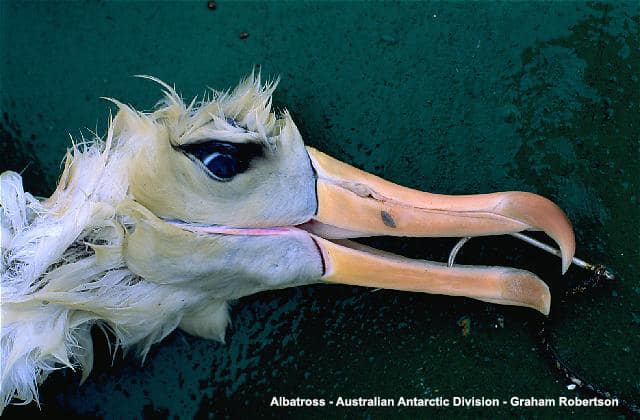 Stamp Out Albatross Slaughter This Christmas