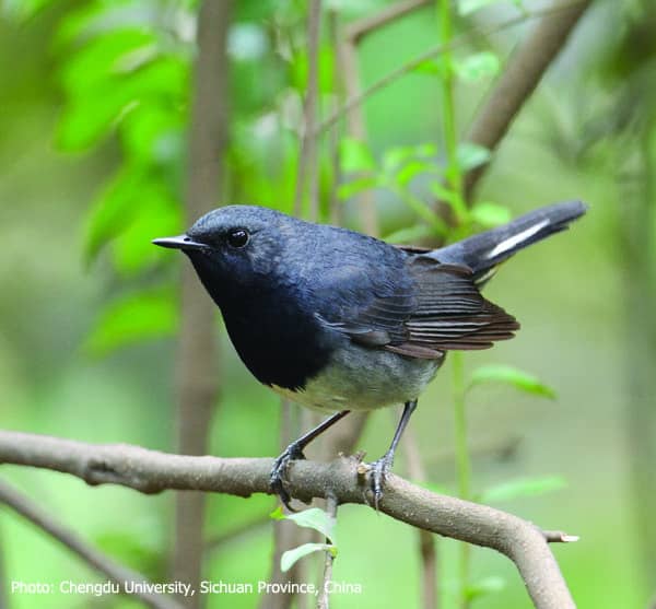 Sensational bird discovery in China