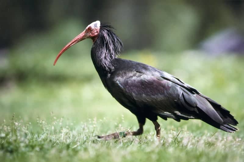 Northern bald ibis return to nest in Syria