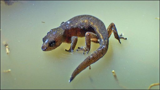 Brazilian Pgymy Gecko Walks On Water