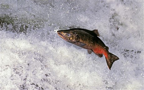 Slow Motion Salmon