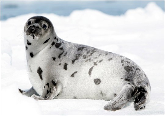 Is this the beginning of the end of the Canadian commercial seal hunt?