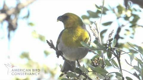 Endangered Hawaiian Forest Birds – the Palila