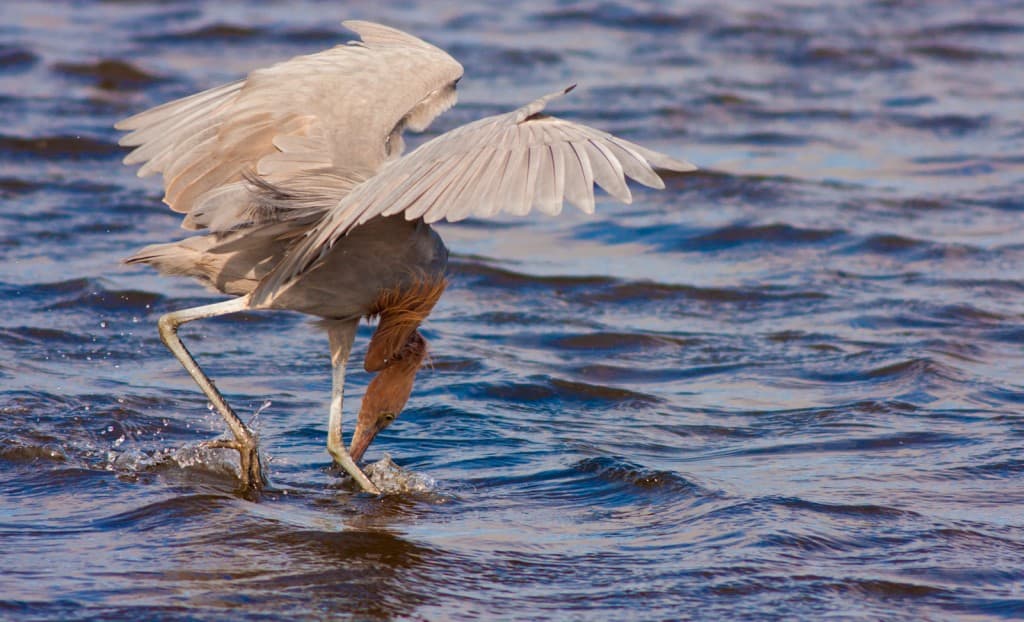 Reddish Egrets in Florida » Focusing on Wildlife