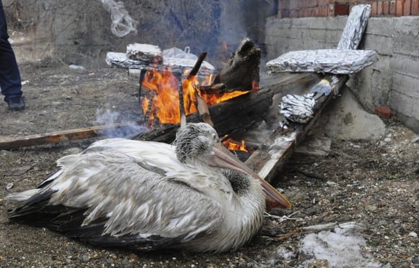 Dalmatian Pelicans Starving in Frozen Caspian Sea