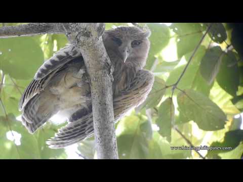 A family of the Philippines’ biggest owl | Focusing on Wildlife