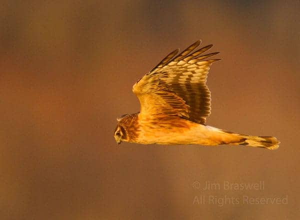 Birds of the Prairie, Part 1