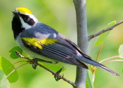 New Government Initiative Will Benefit Ten-State Effort to Save Declining Songbird