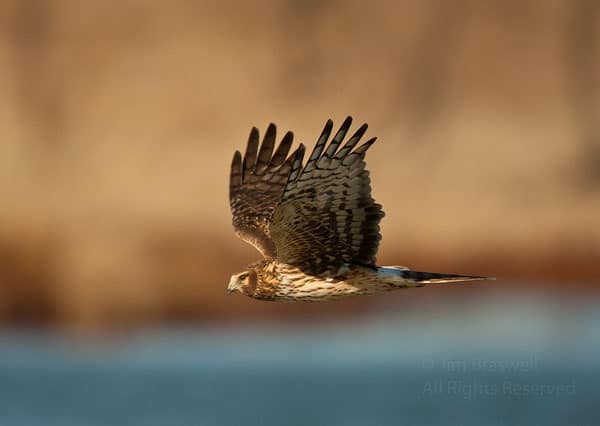 Northern Harrier