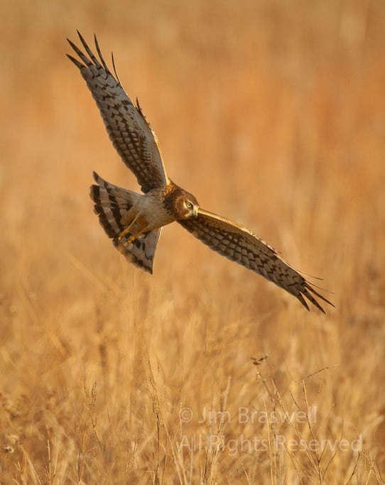 Northern Harrier
