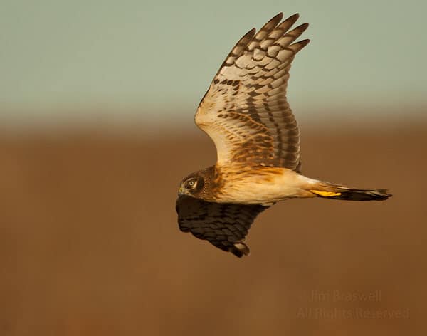 Northern Harrier