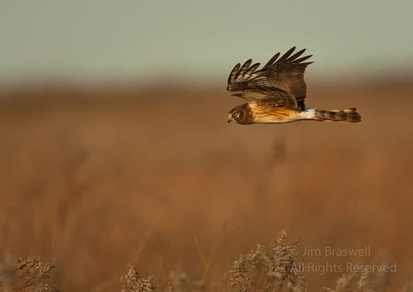 Northern Harrier