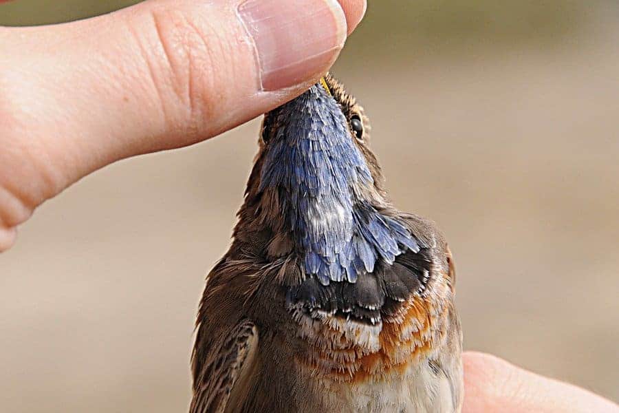 New area for over-wintering White-spotted Bluethroat (Luscinia svecica cyanecula)