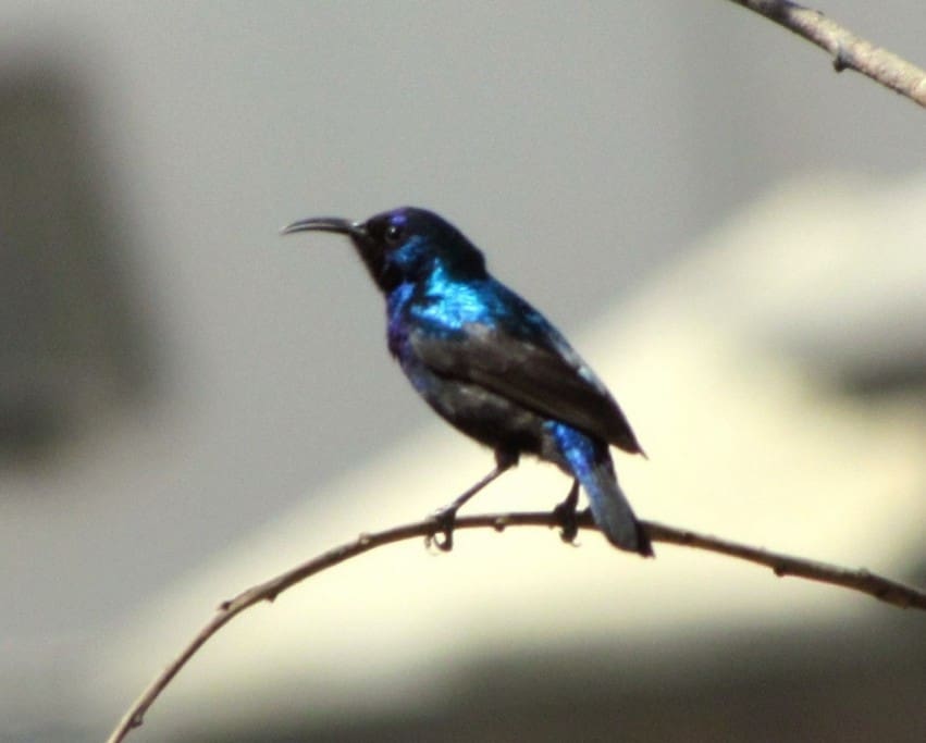 Palestine sunbird