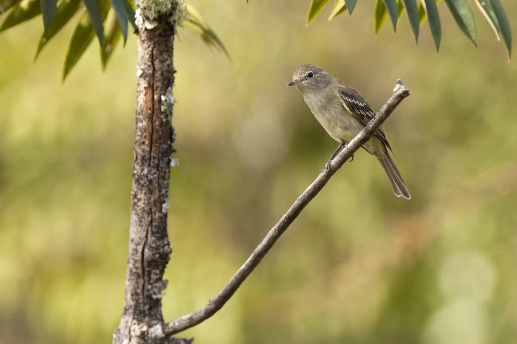 Lesser Elaenia / Elaenia chiriquensis