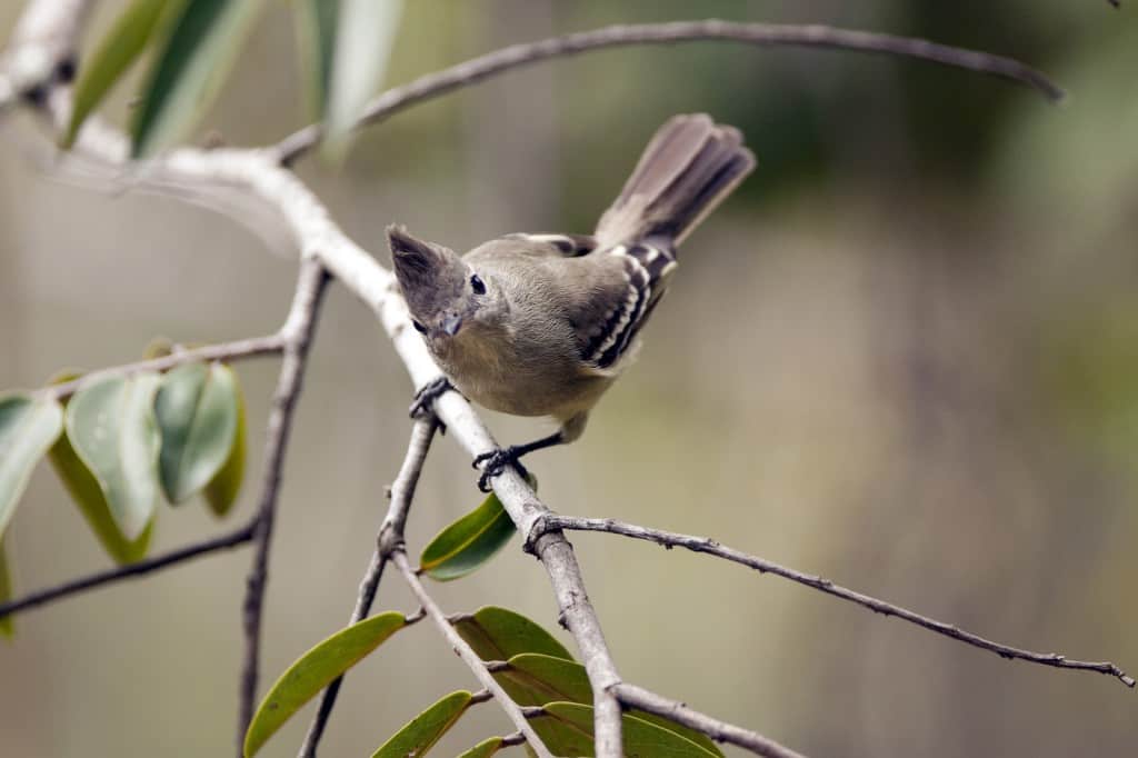 Plain-crested Elaenia / Elaenia cristata