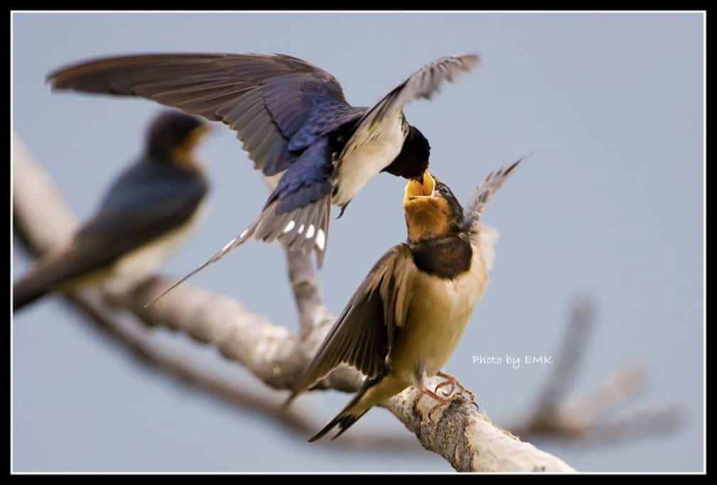 Impending Migration of the Barn Swallow