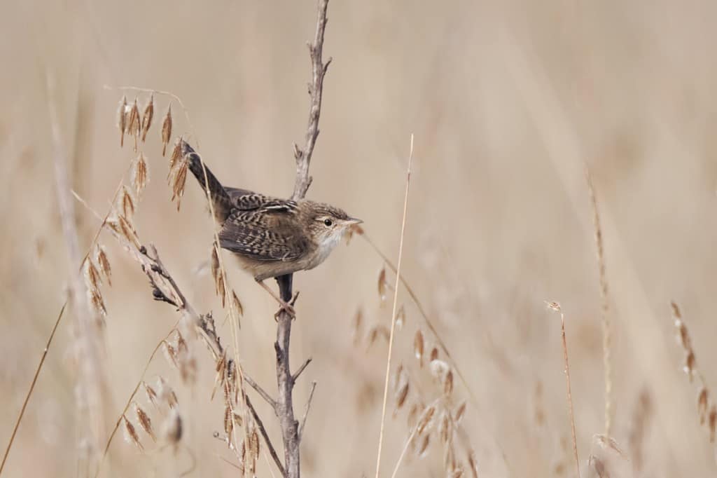 Sedge Wren / Cistothorus platensis