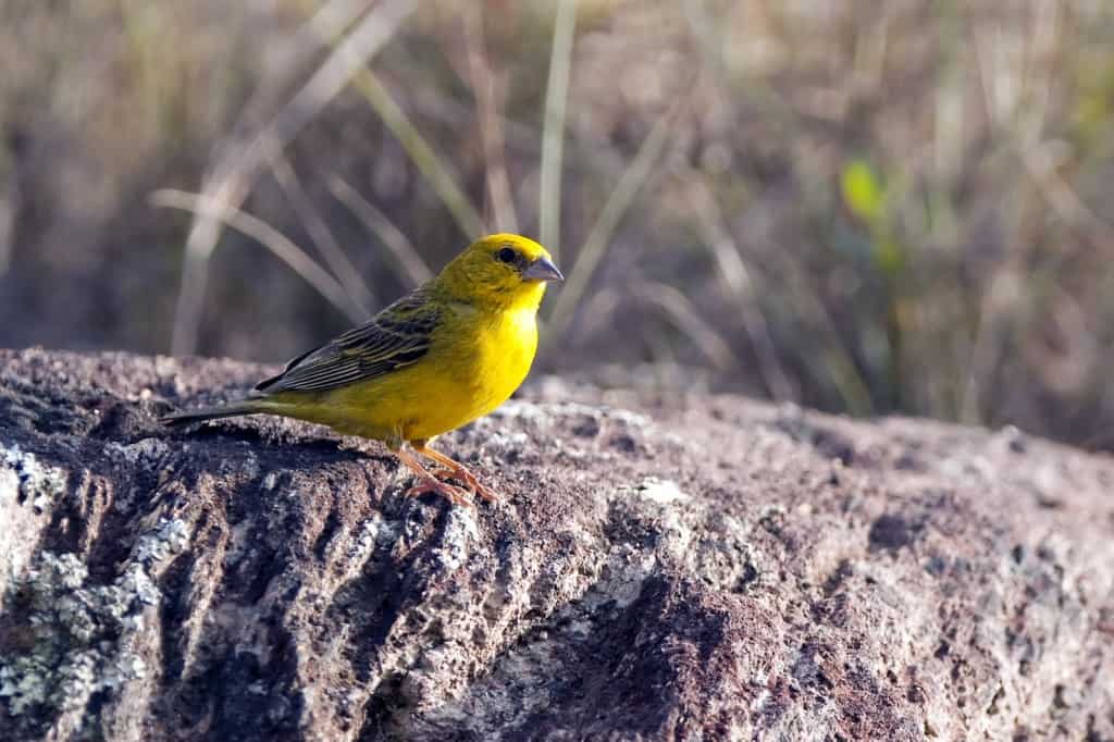 Stripe-tailed Yellow-Finch / Sicalis citrina