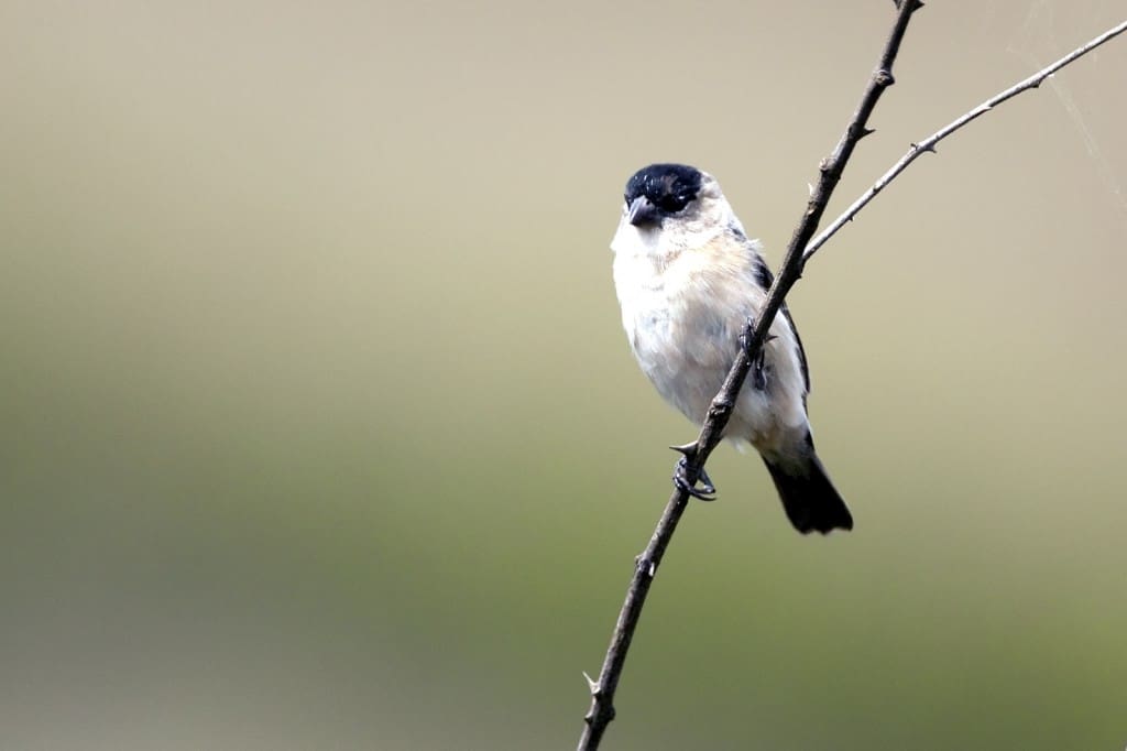 Capped Seedeater / Sporophila bouvreuil