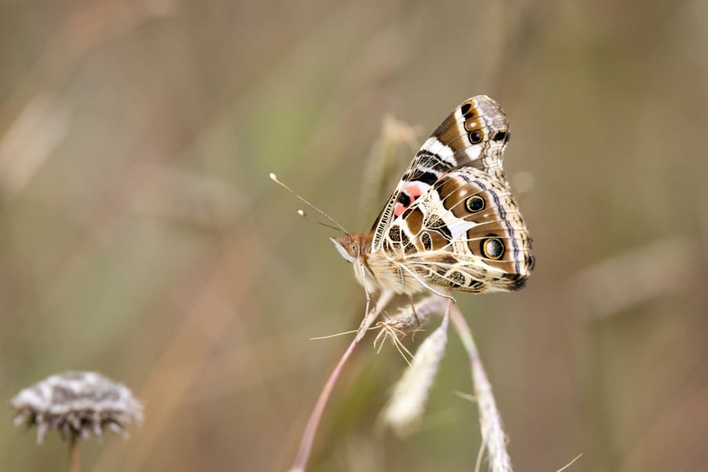 Vanessa braziliensis