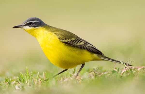 Beema Yellow Wagtail, Israel, Marc Guyt, www.agami.nl
